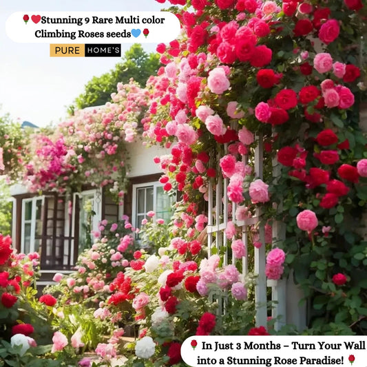 Exquisite Climbing Rose Seeds – Blooming Elegance for Your Garden!