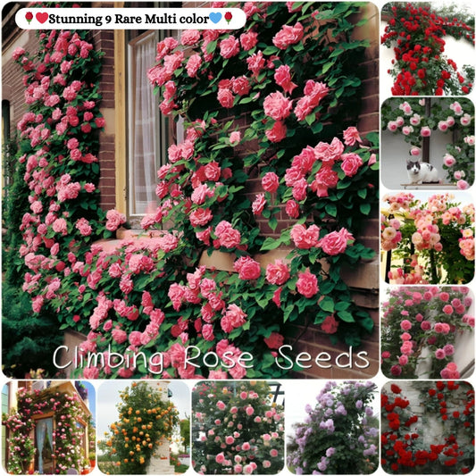 Exquisite Climbing Rose Seeds – Blooming Elegance for Your Garden!